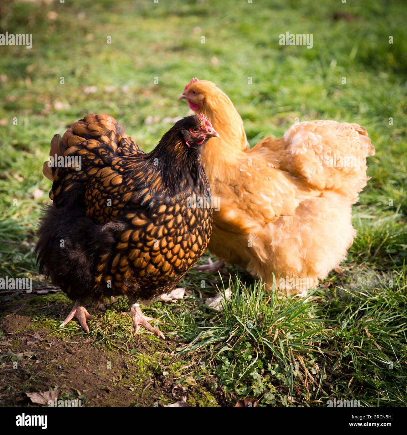 Hühner Stock Photo