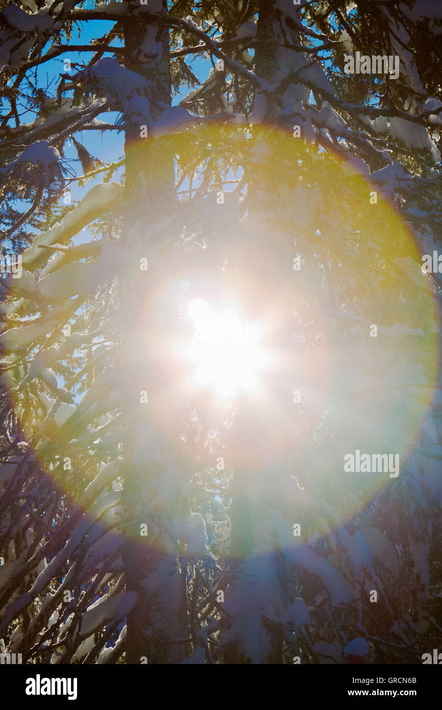 Sun Winking Through Branches Stock Photo