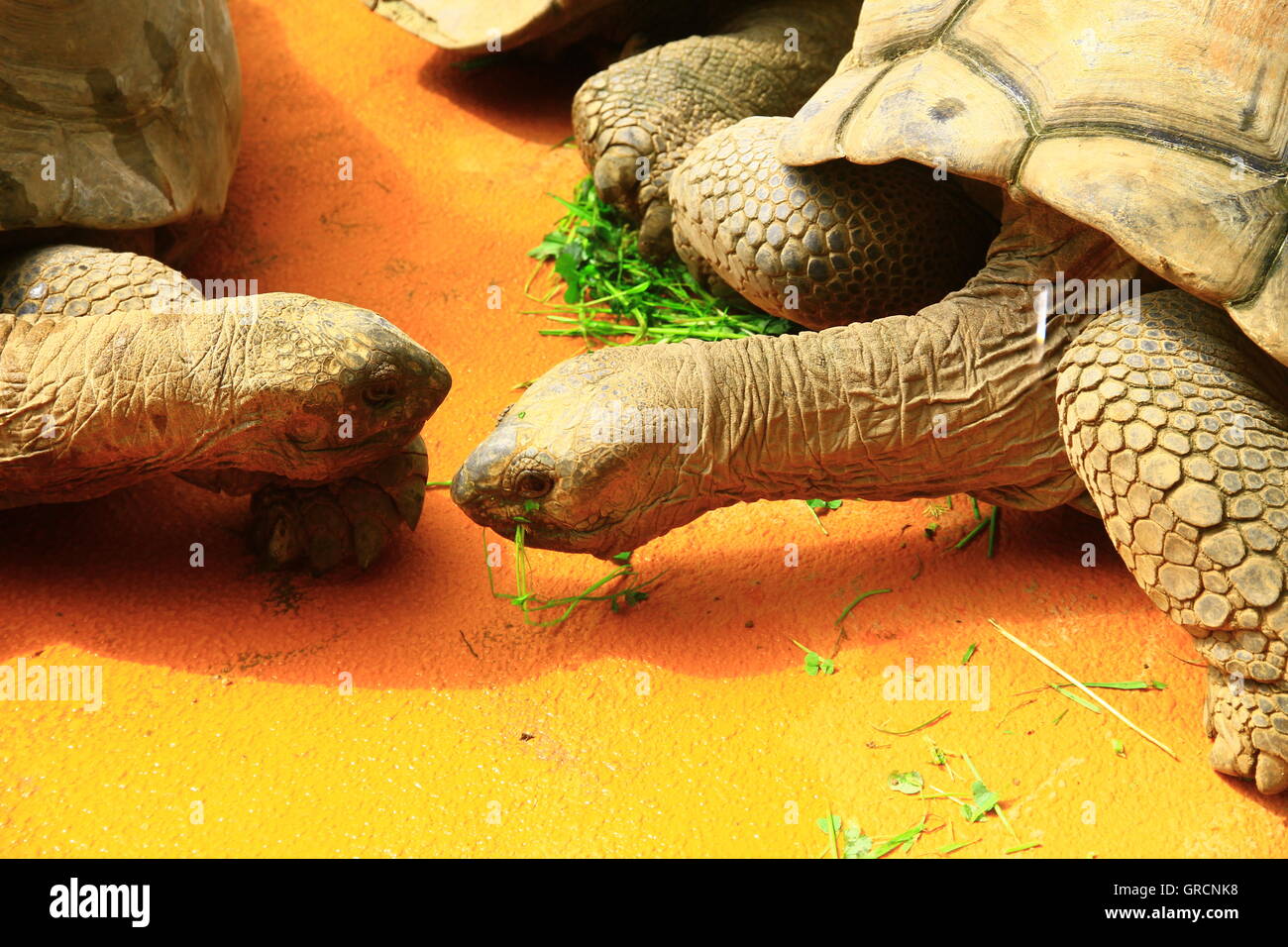 Snake neck turtle hi-res stock photography and images - Alamy