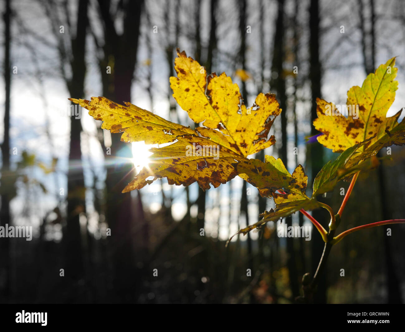 Yellow Aging Leaf In The Sunshine In Front Of Forest Background Stock Photo