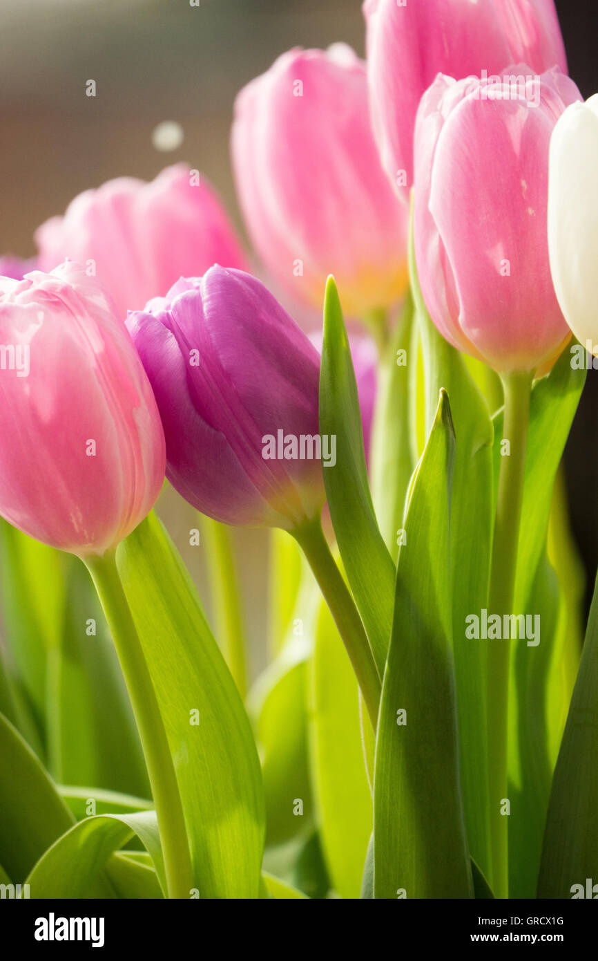 Bouquet Tulips In Pink , Purple And White Stock Photo