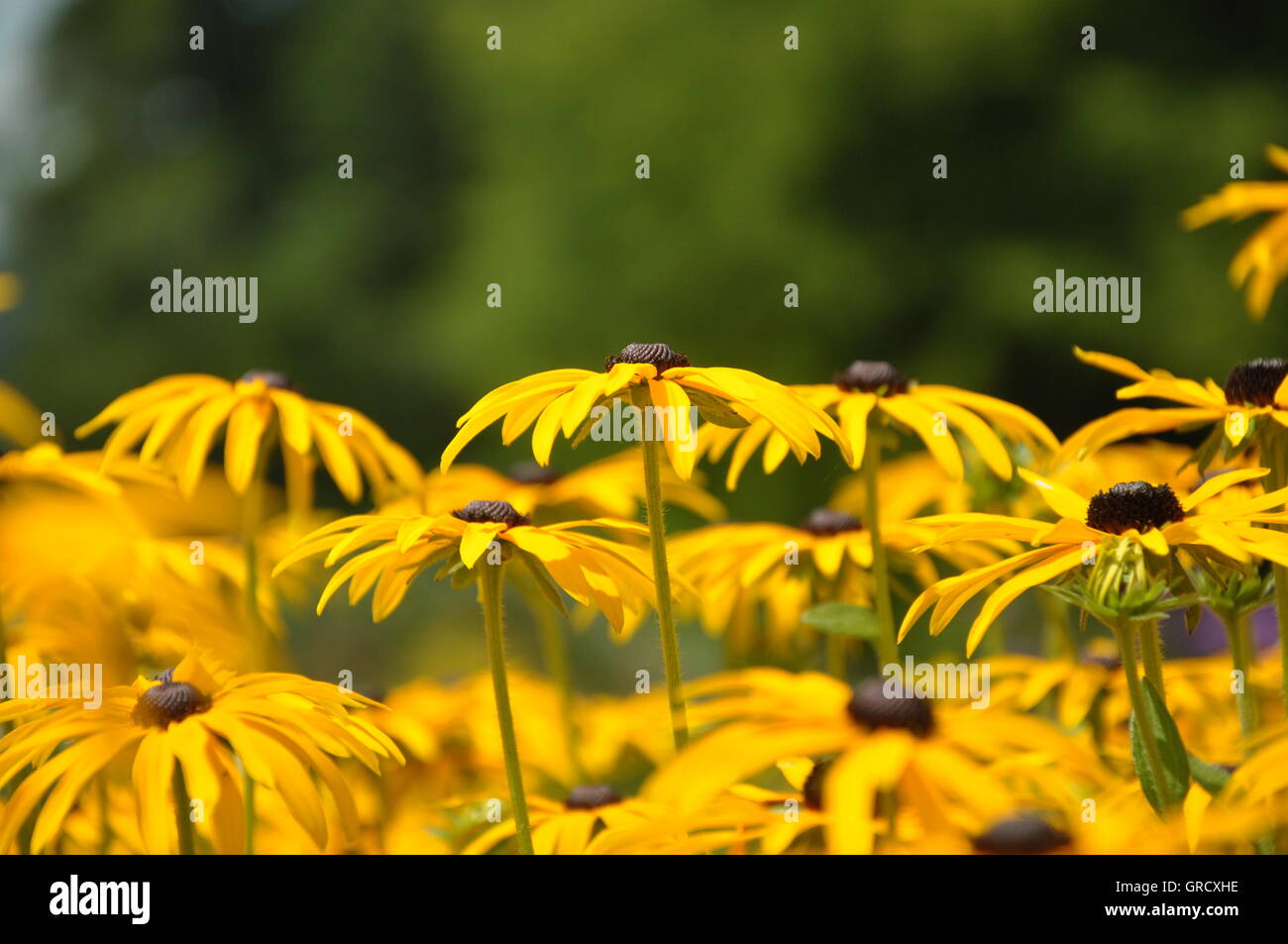 Yellow Flower Stock Photo