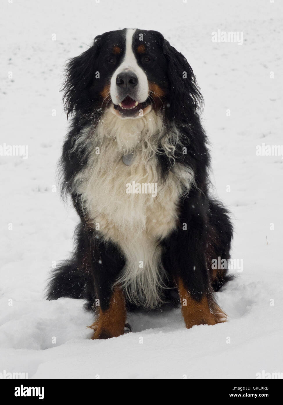 Bernese Mountaindog In The Snow Stock Photo Alamy