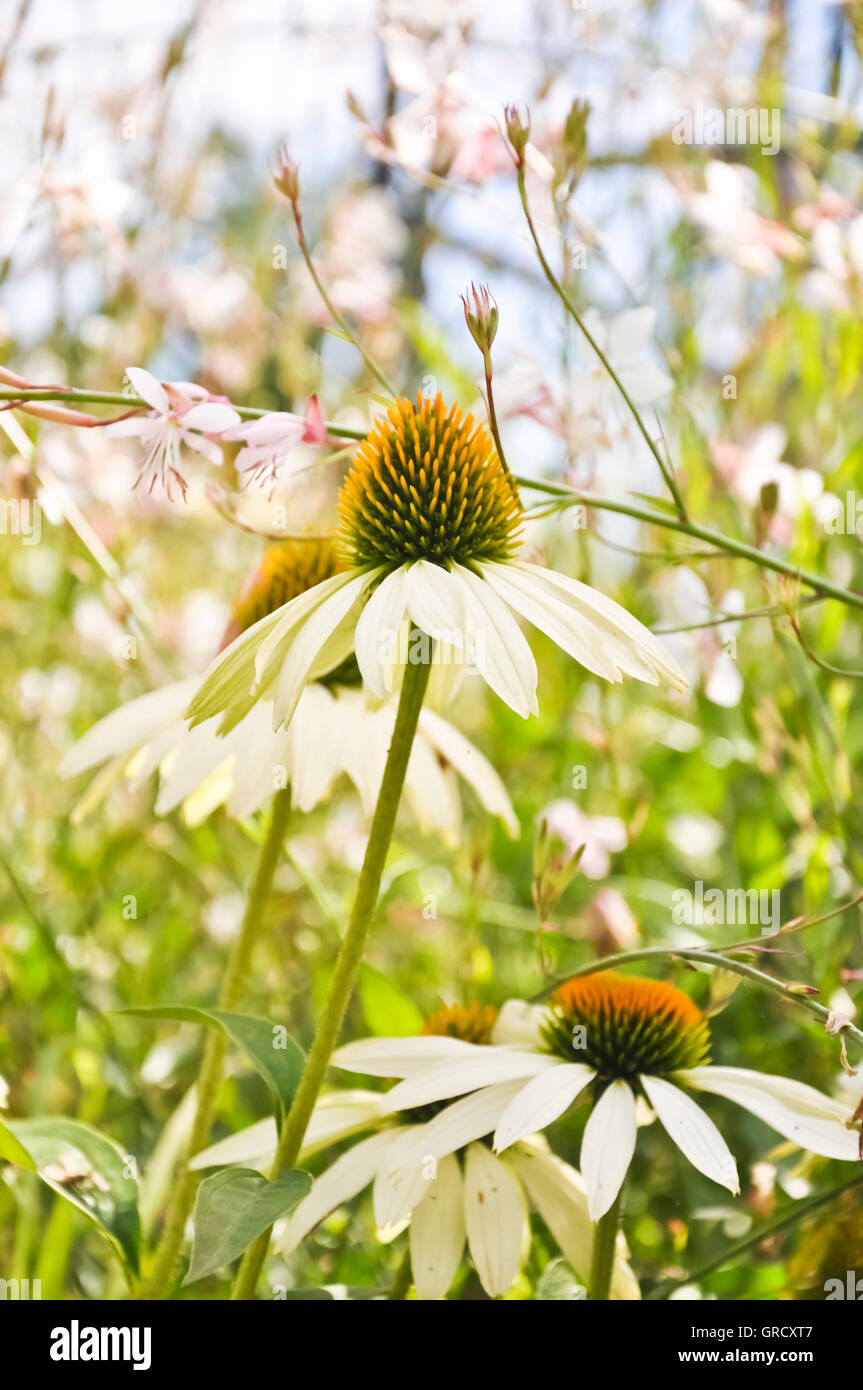 Echinacea Light Flower Stock Photo Alamy
