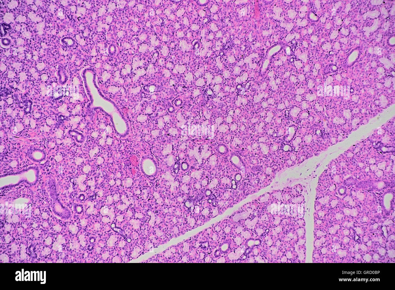 Human Salivary Gland Stock Photo Biology Diagrams