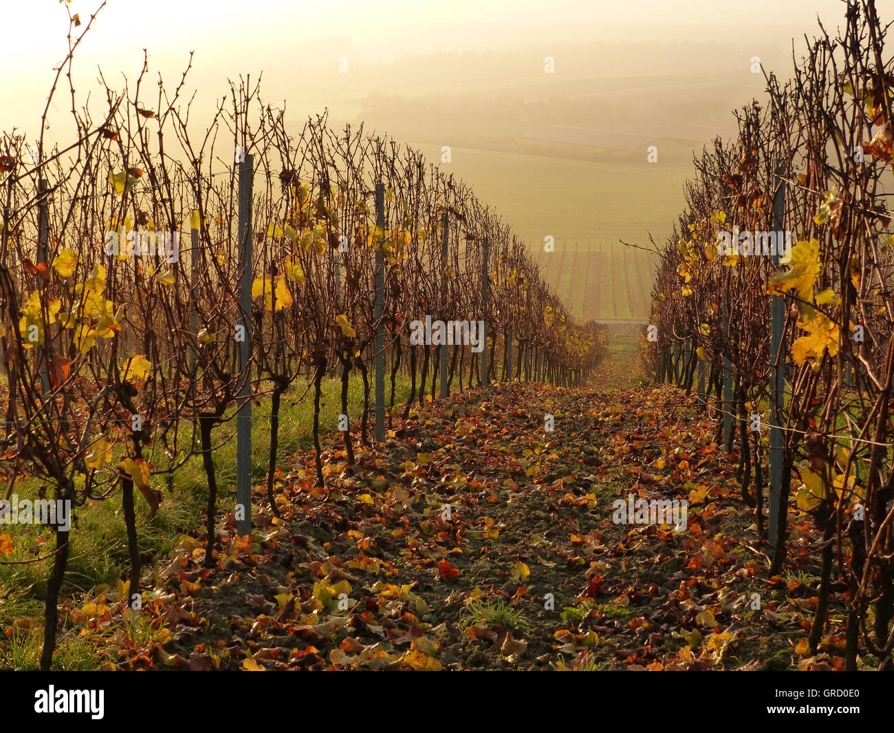 Early Morning In Autumnal Vineyard, Wine Region Rheinhessen, Rhineland Palatinate, Germany, Europe Stock Photo
