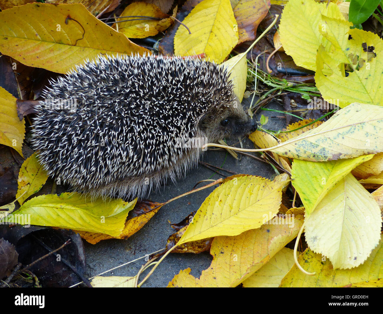 Hedgehog In Autumn Leaves Stock Photo