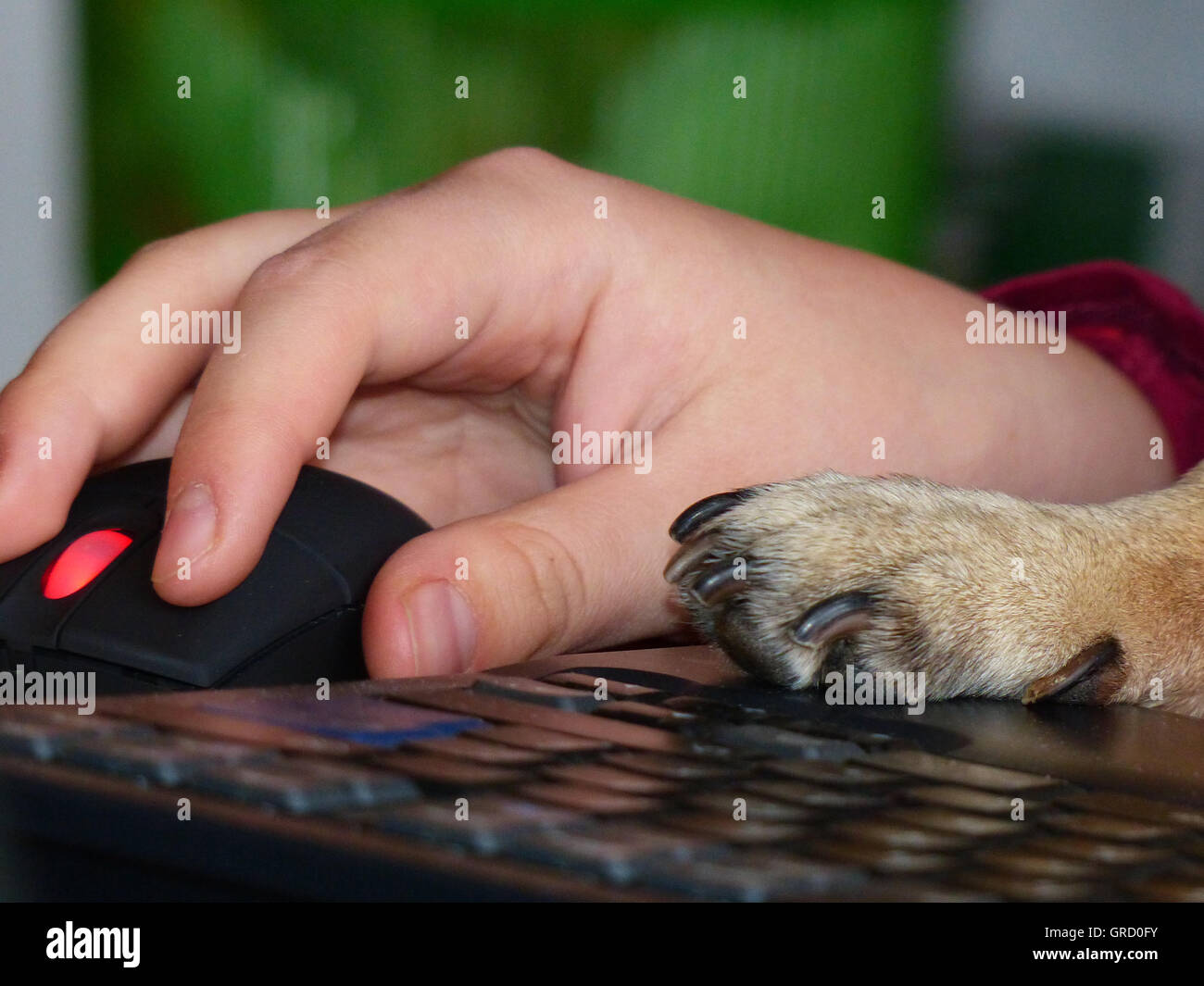Symbol Teamwork, Human Hand And Dog Paw On A Keyboard, Symbol For Easy Stock Photo