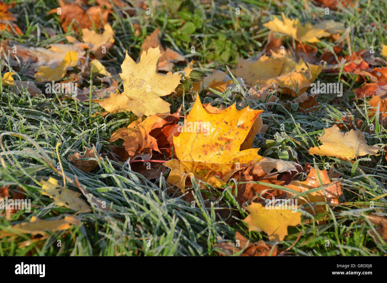 Yellow Autumnal Foliage In Frosty Grass, Maple Leaves Stock Photo