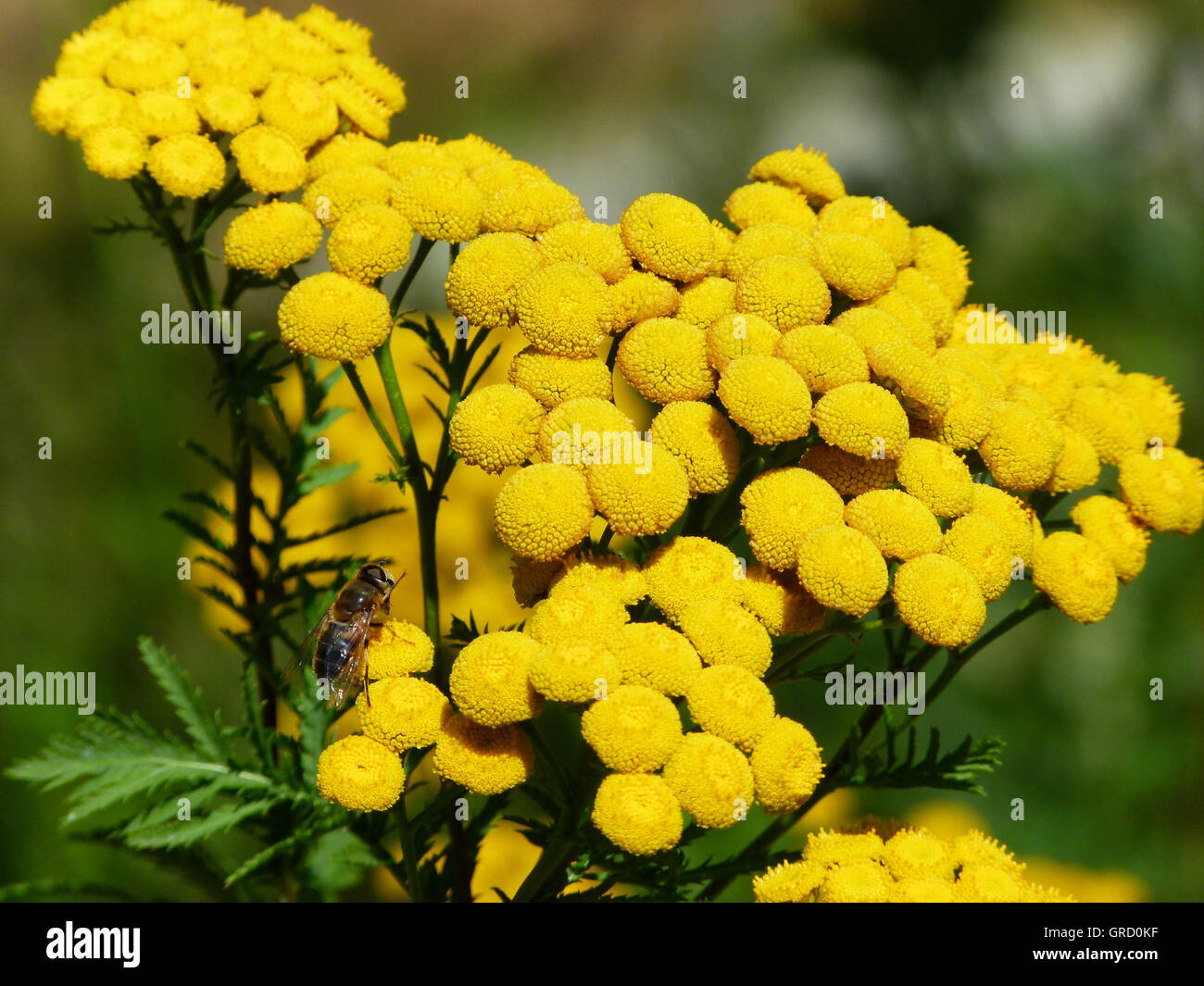 Common Tansy With Honey-Bee Stock Photo