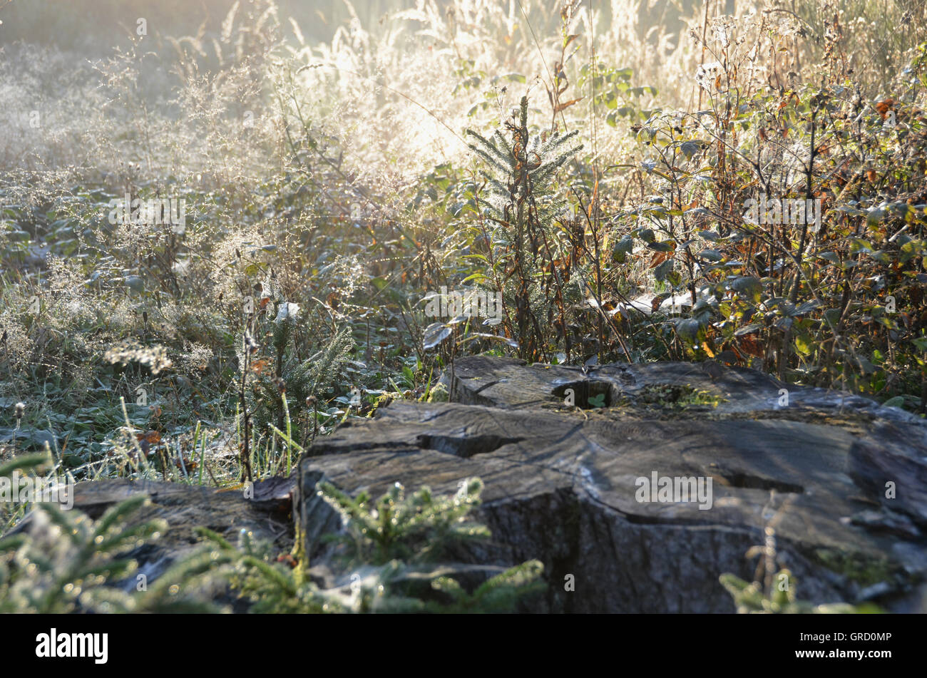 Morning Beauty In A Moor, Plants With Dewdrops Stock Photo