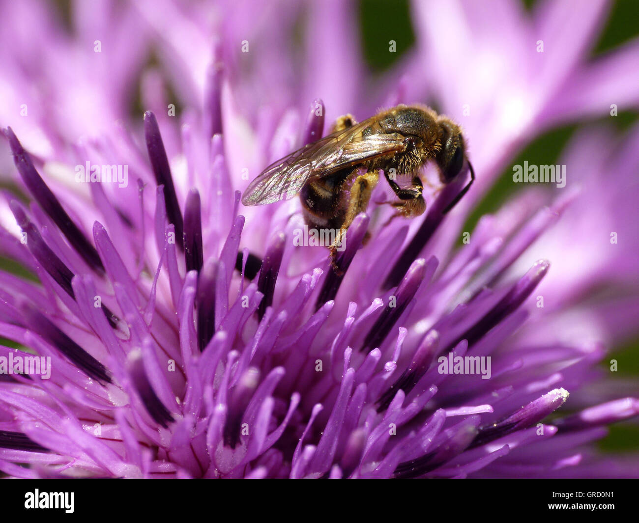 Honeybee On A Centaury Flower Stock Photo