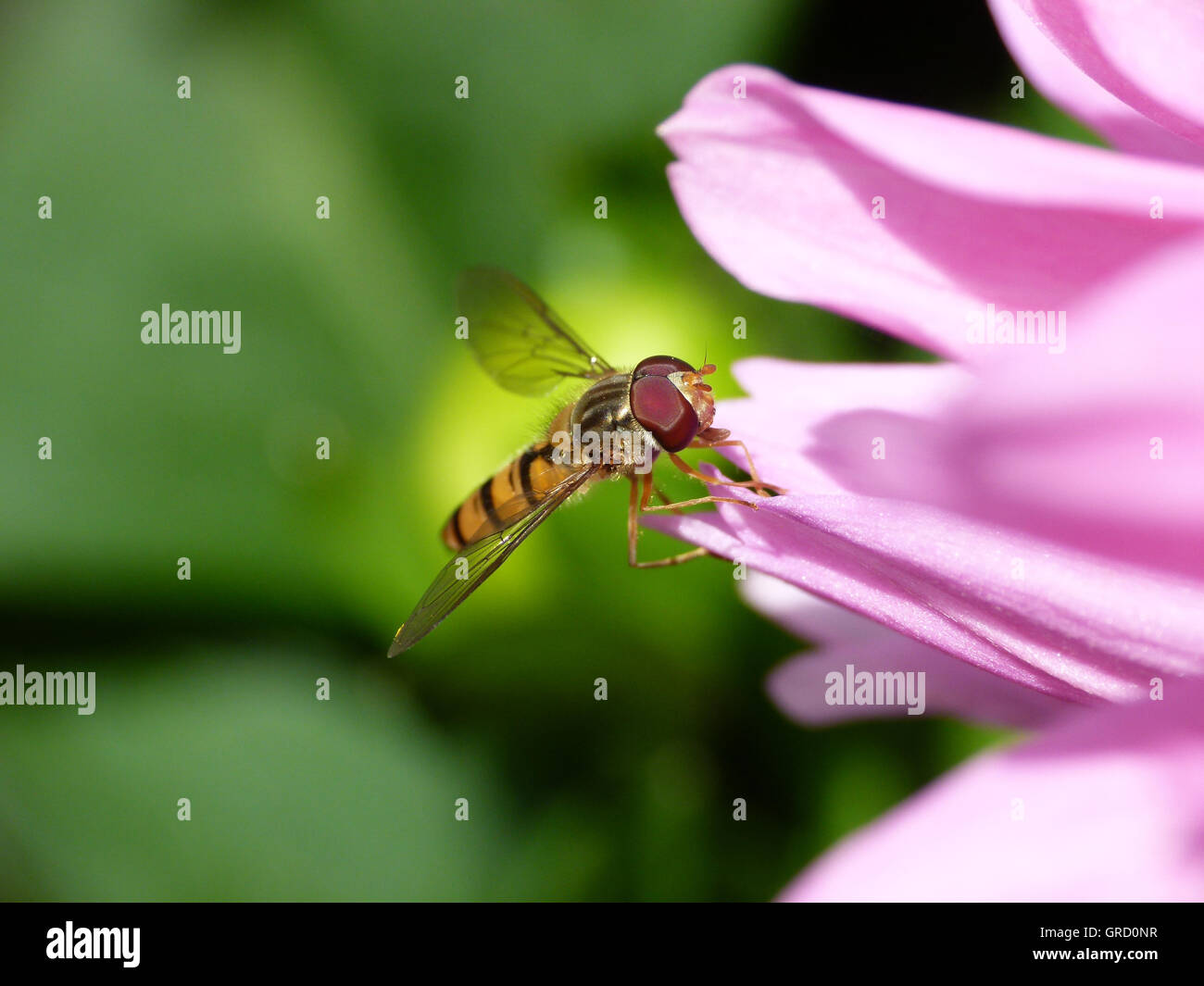 Flower Fly Flying To A Blossom Stock Photo Alamy