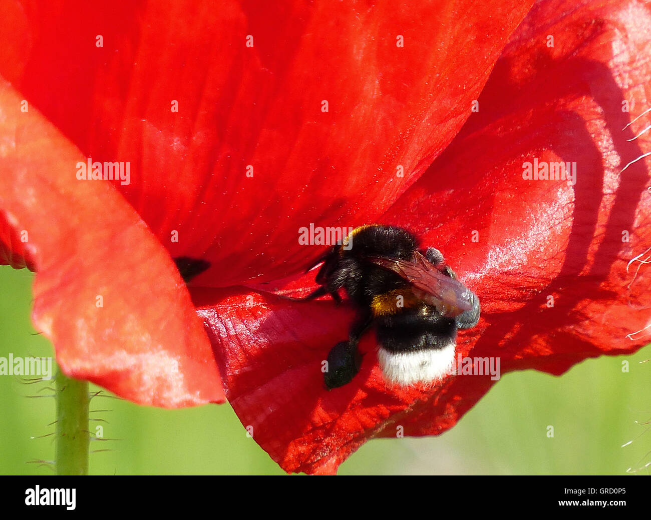 Bumblebee Landing In A Red Poppy Flower Stock Photo