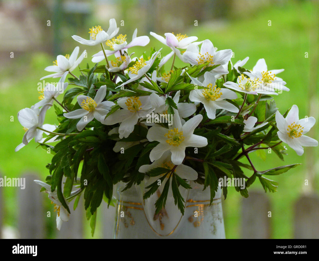 Bunch Of White Anemones In A Vase Stock Photo Alamy