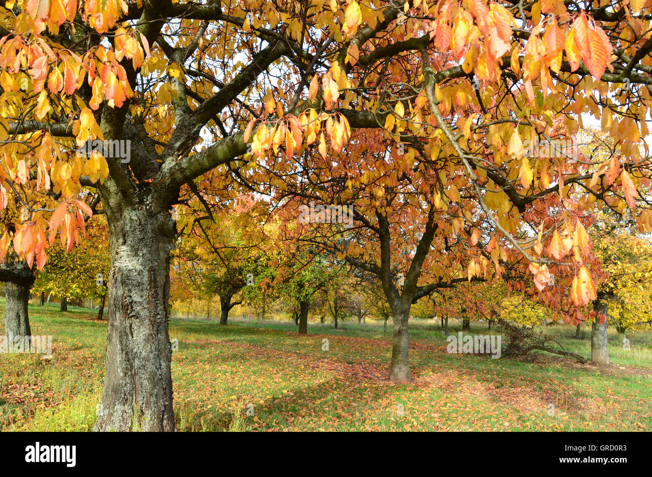 Autumnal Orchard Meadow Stock Photo Alamy