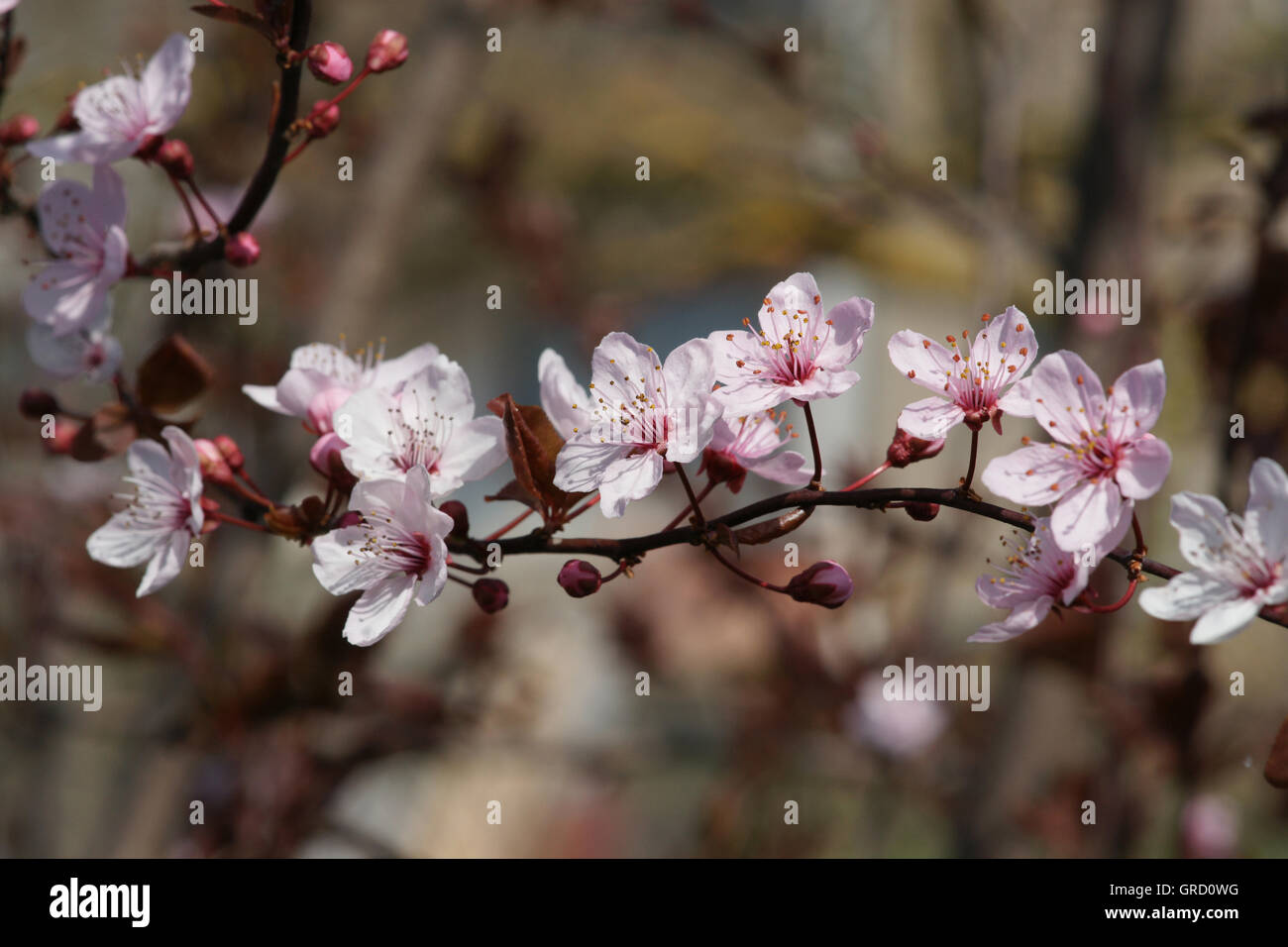 Ornamental flowering cherry blossom trees hi-res stock photography and ...