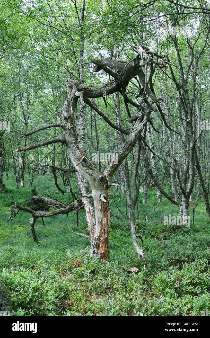 Bizarre Dead Tree In Red Moor, Rhoen, Hesse, Germany, Europe Stock Photo