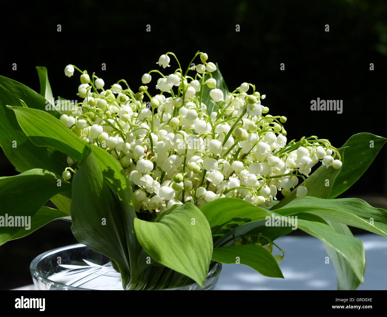 Lily Of The Valley Bouquet In Vase Stock Photo - Alamy