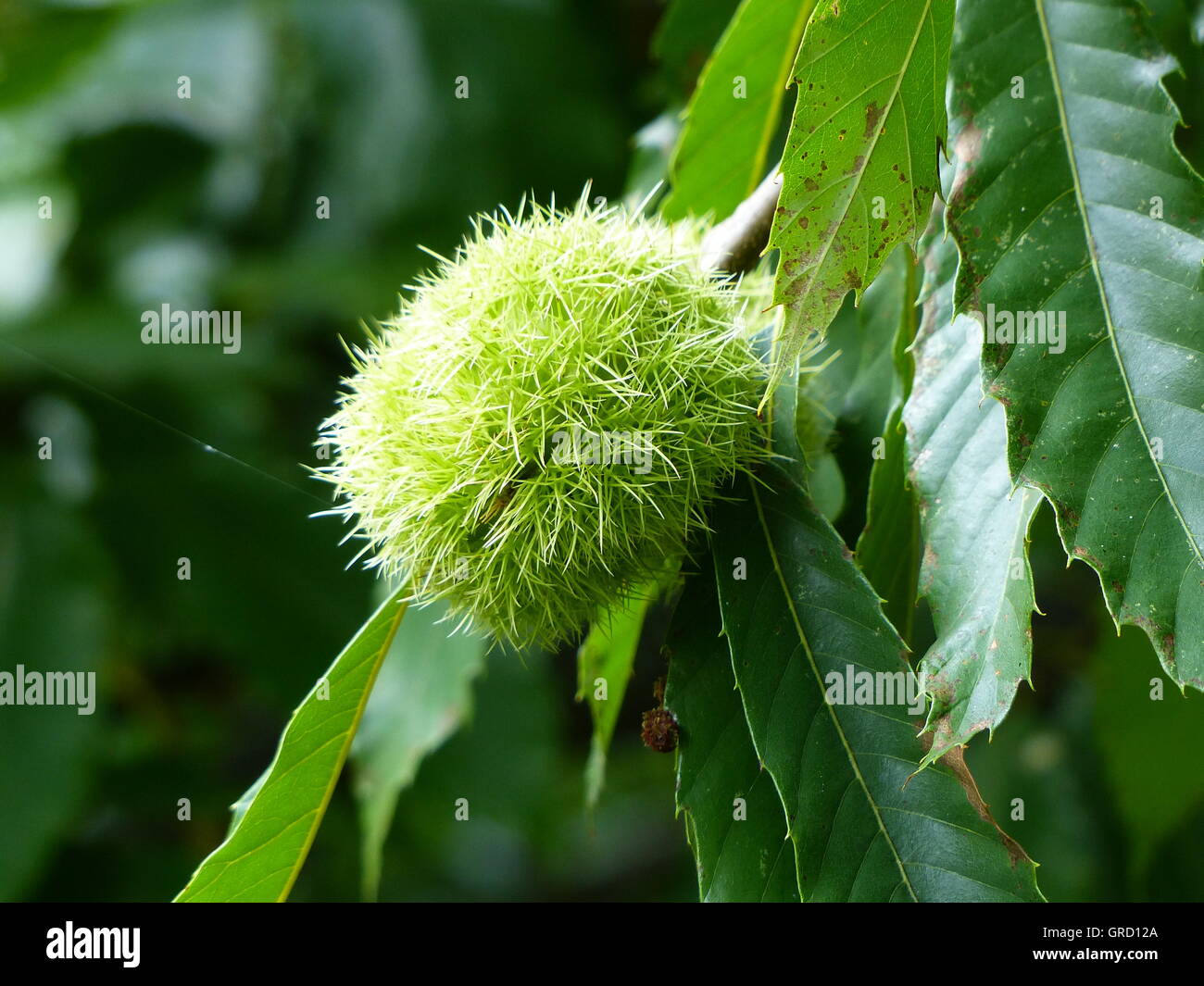 Sweet Chestnut In Its Spiky Shell On The Tree Stock Photo