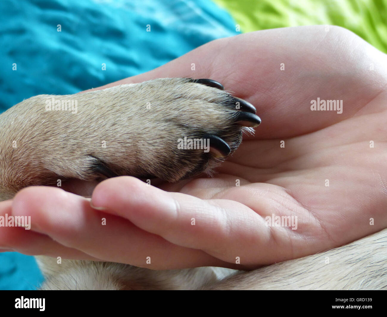 Dog Paw Is In Human Hand, Dog Gives Paw, Symbol For Friendship, Detail Stock Photo