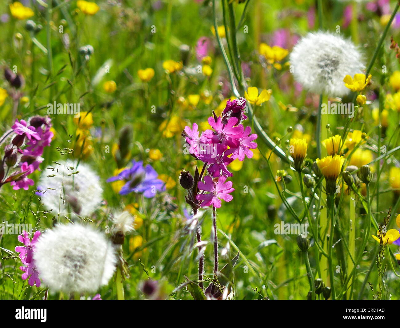 Spring Meadow, Flower Meadow Stock Photo