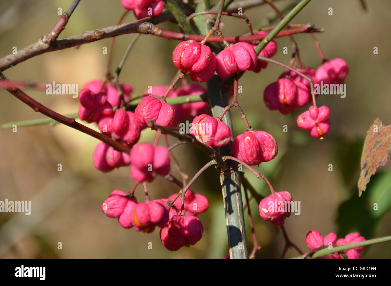 European Spindle Tree Stock Photo Alamy