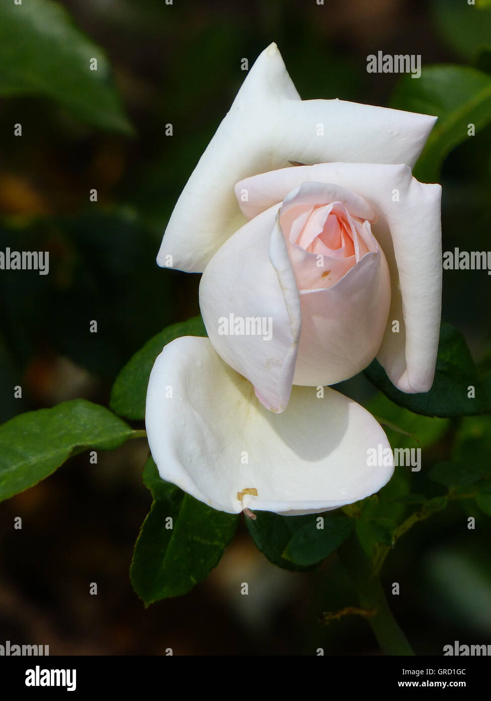 Rose Flower White Soft Pink Stock Photo