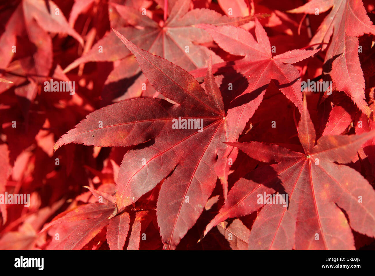 Red Japanese Fan Maple High Resolution Stock Photography and Images - Alamy
