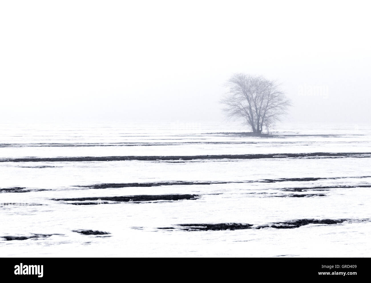 Winter black  and white landscape wihh a tree an field alone Stock Photo