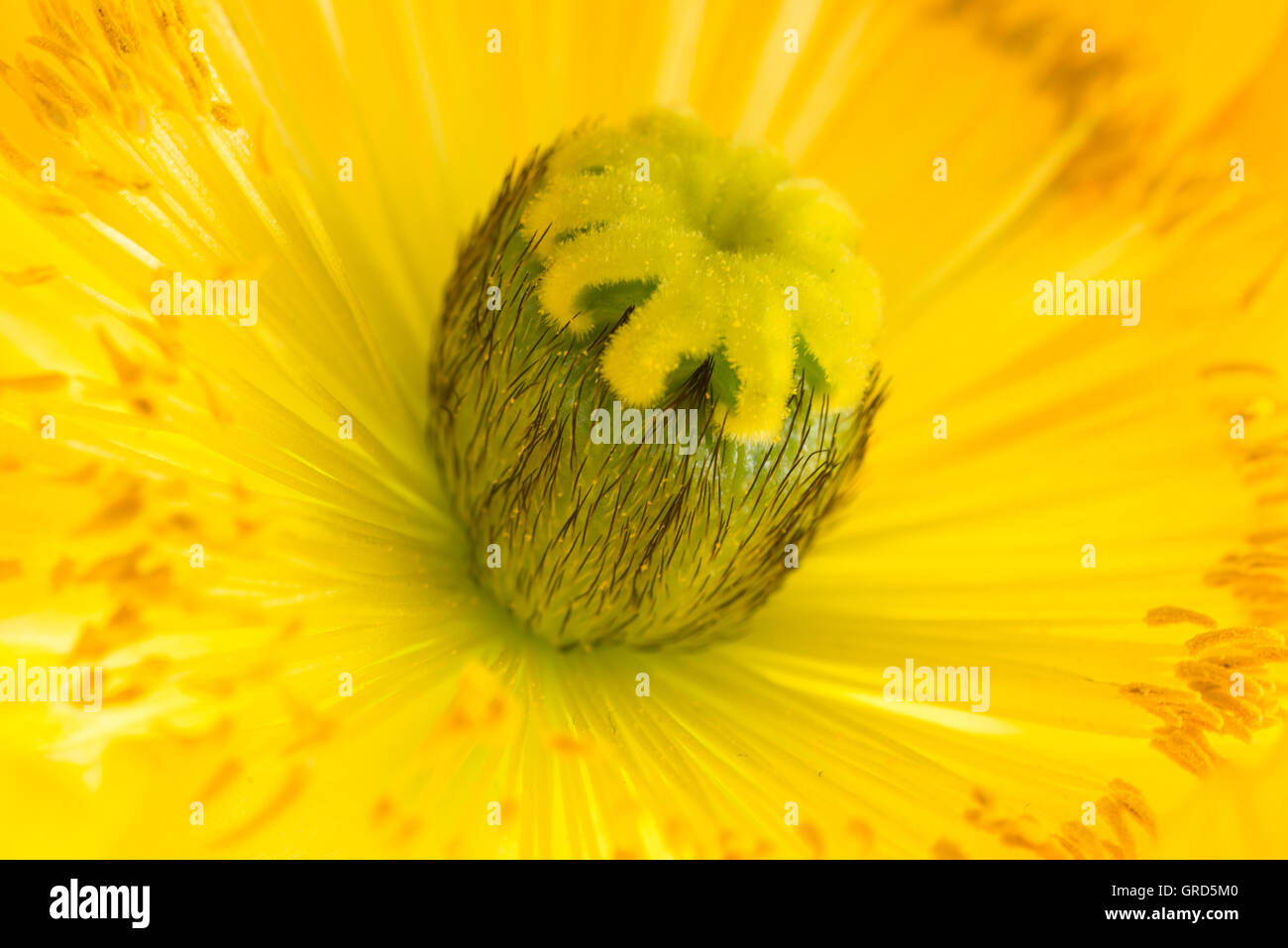 Flower polling hi-res stock photography and images - Alamy