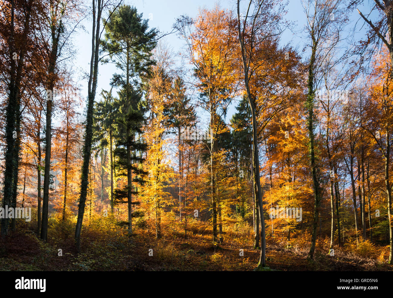Autumn In The Forest Stock Photo - Alamy