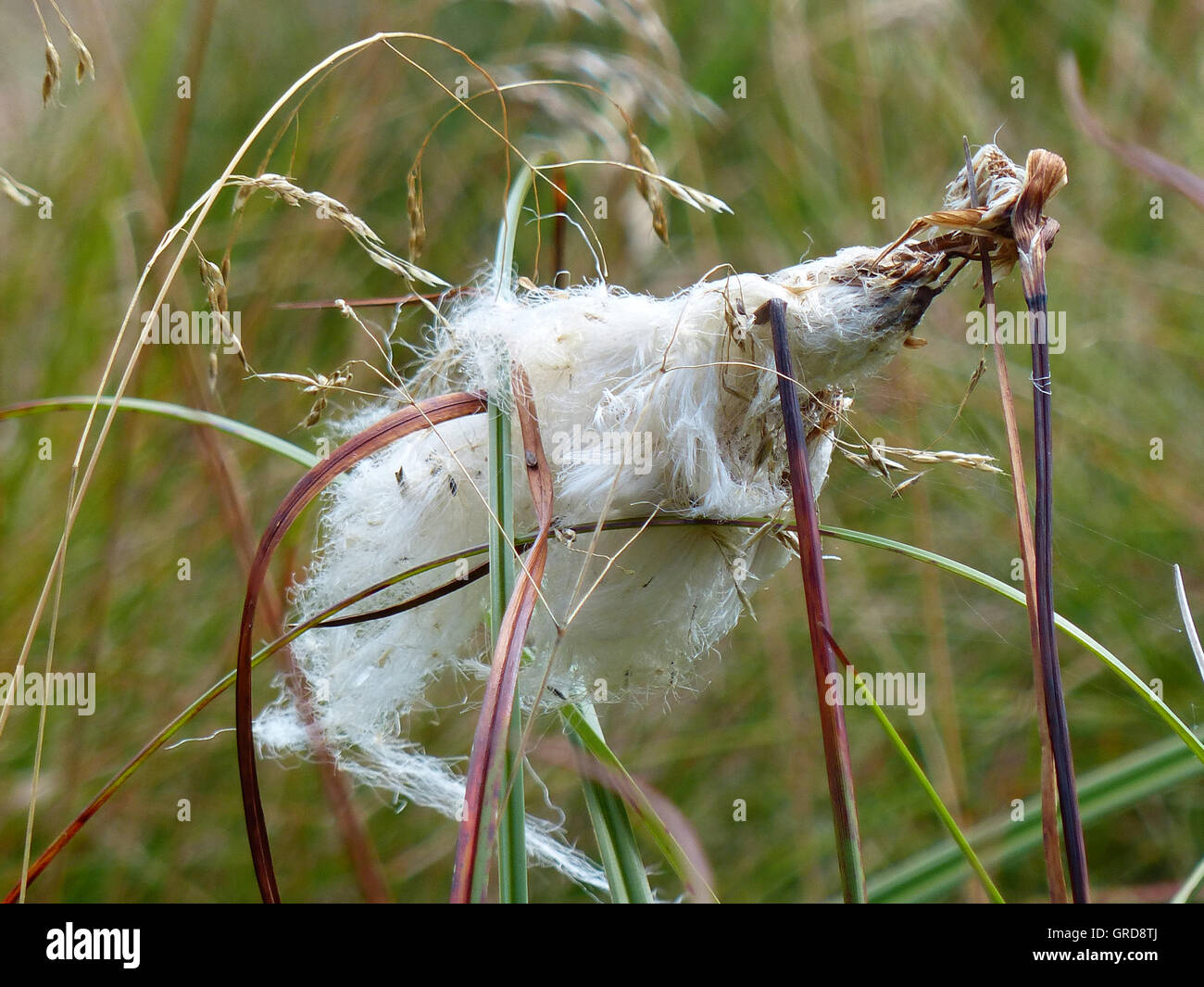 Tussock Cottongrass Eriophorum Vaginatum In Moor Stock Photo