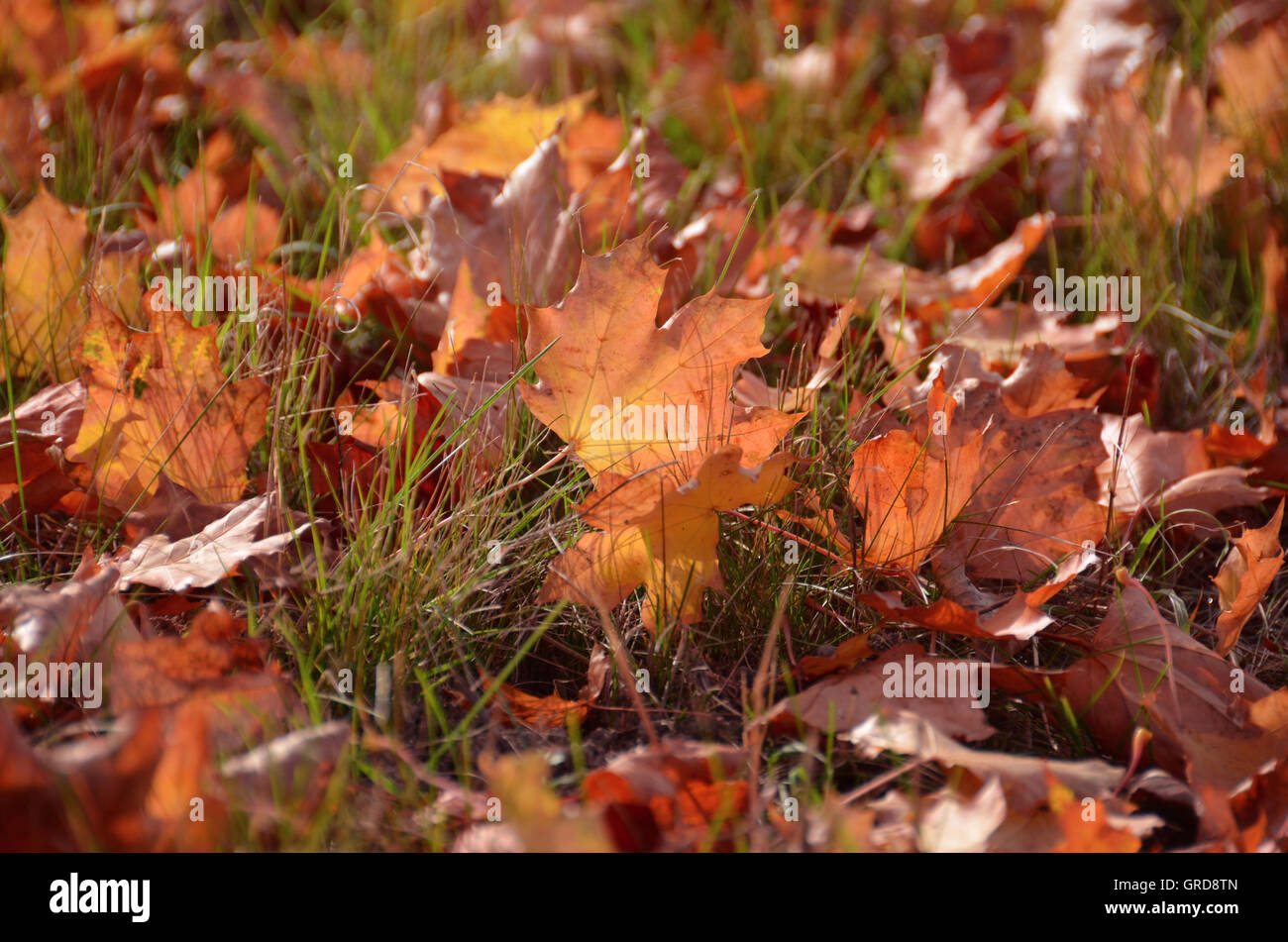 Colourful Autumn Foliage, Maple Leaves Stock Photo