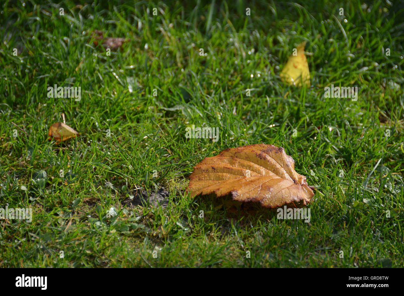 Autumnal Beech Leaf Lying On A Meadow Stock Photo