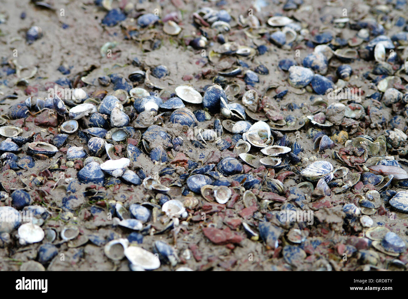Mussels In The Rhine River Stock Photo