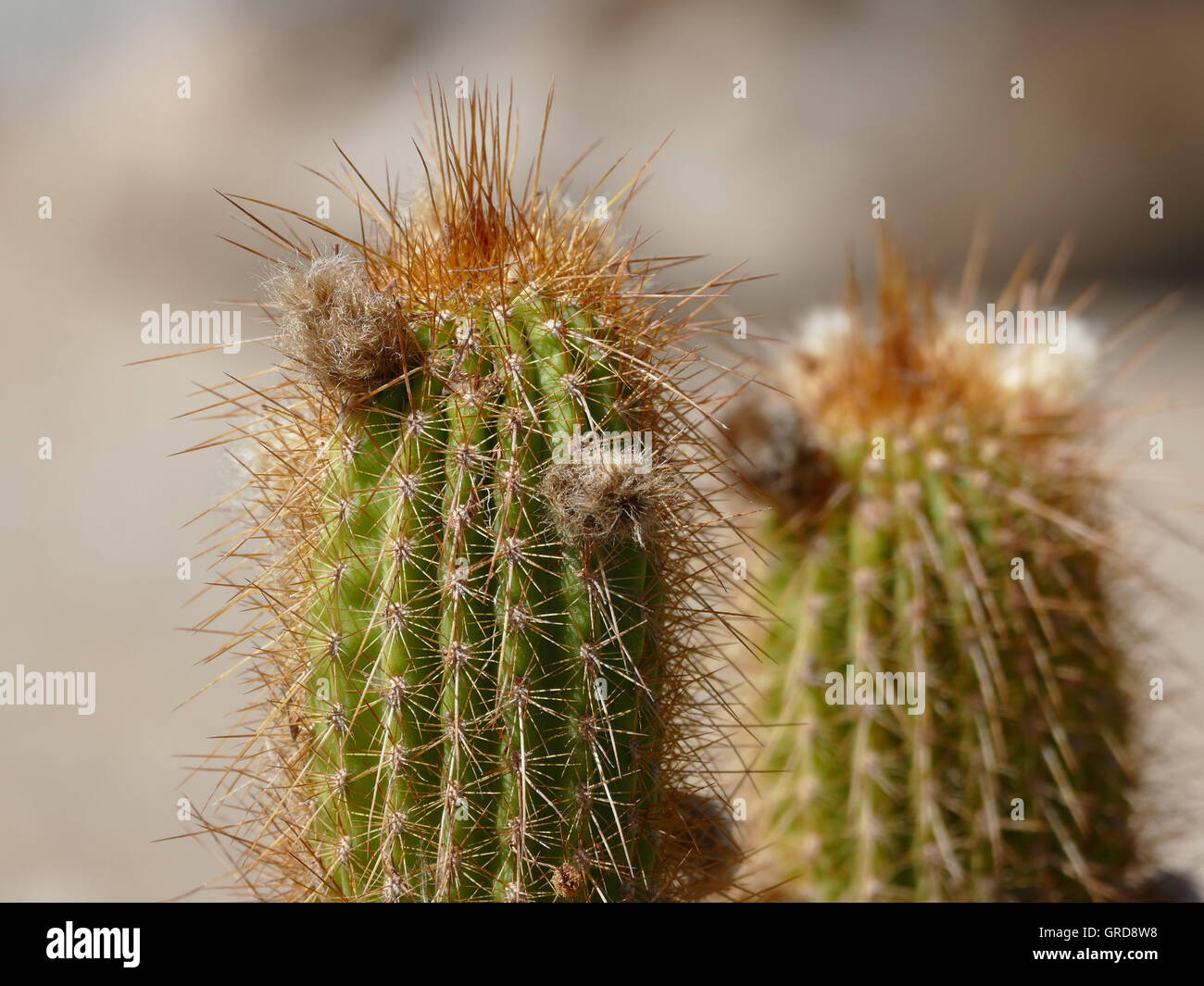Cactuses, Africa Stock Photo