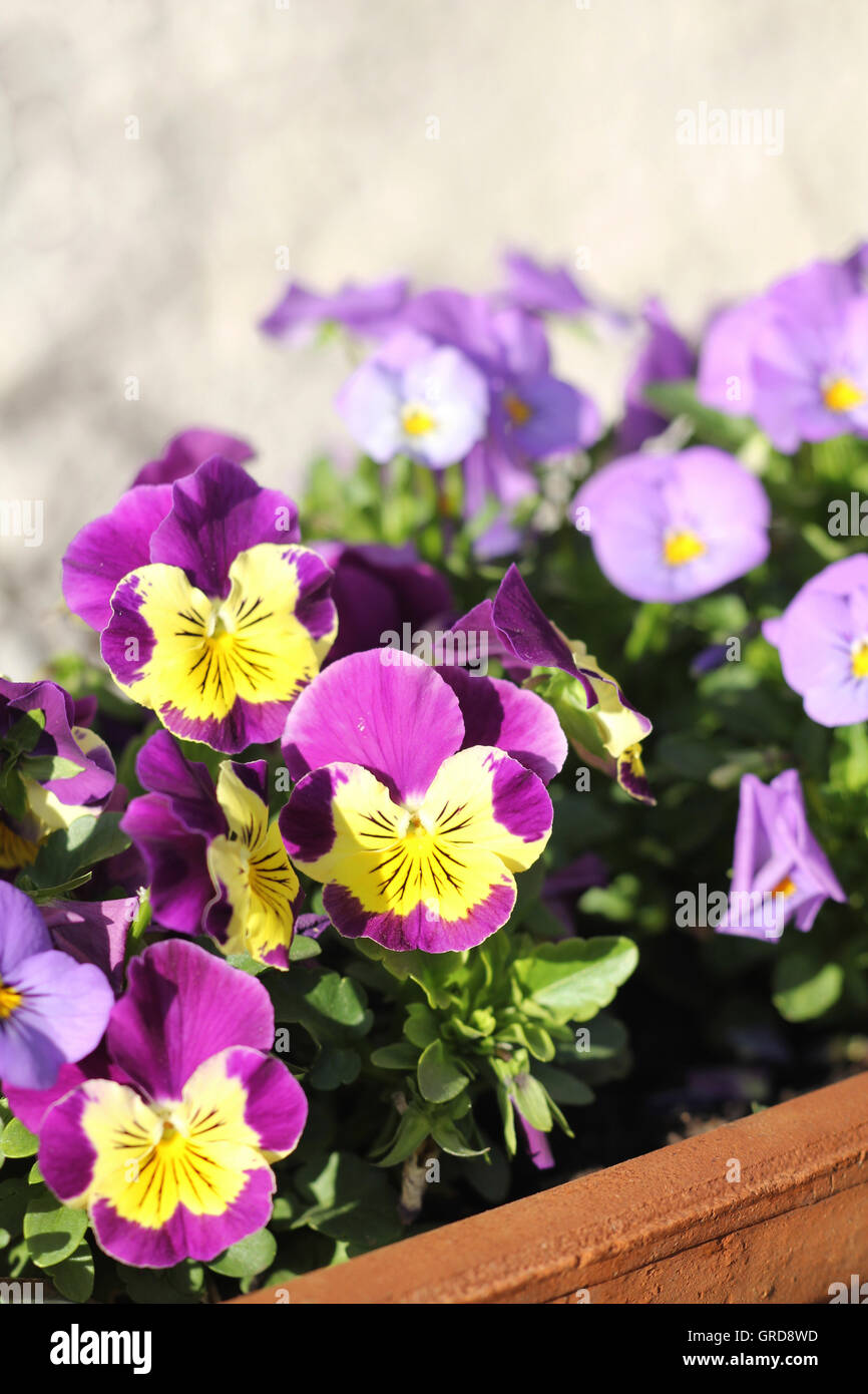 Violets, Spring Flowers, Viola Stock Photo Alamy