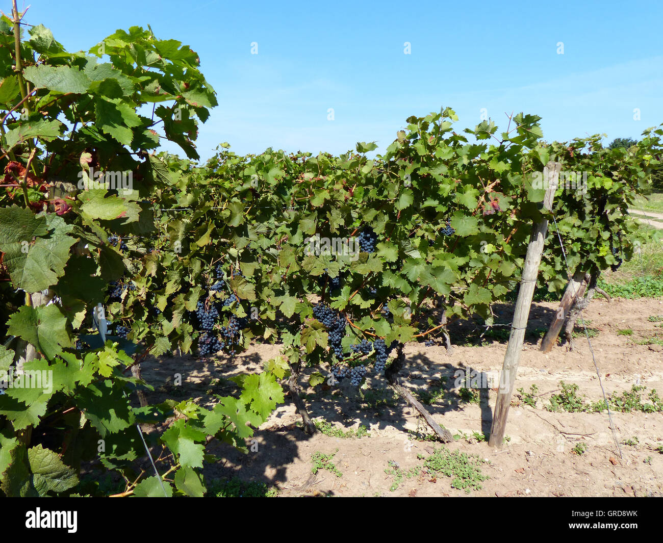 Winegrowing District Rhinehesse Stock Photo