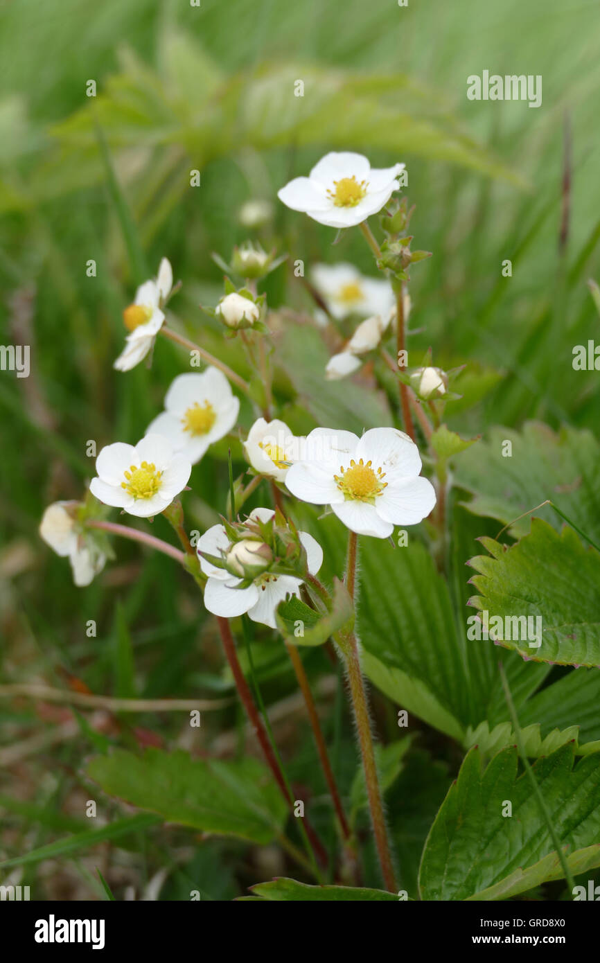 Blooming Wild Strawberry Stock Photo - Alamy