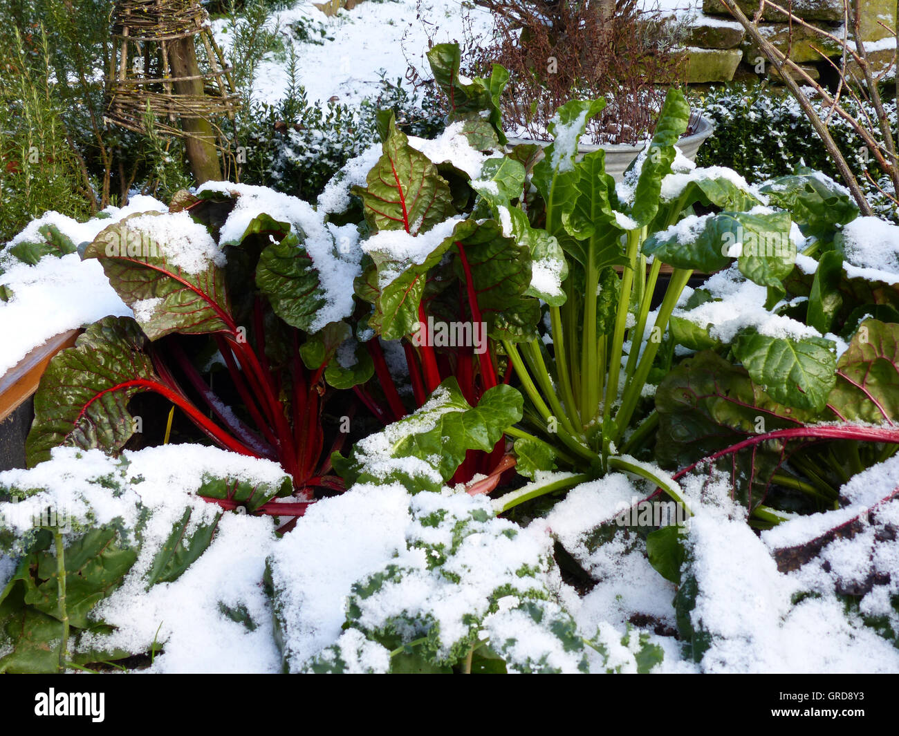 Snow vegetable hi-res stock photography and images - Alamy