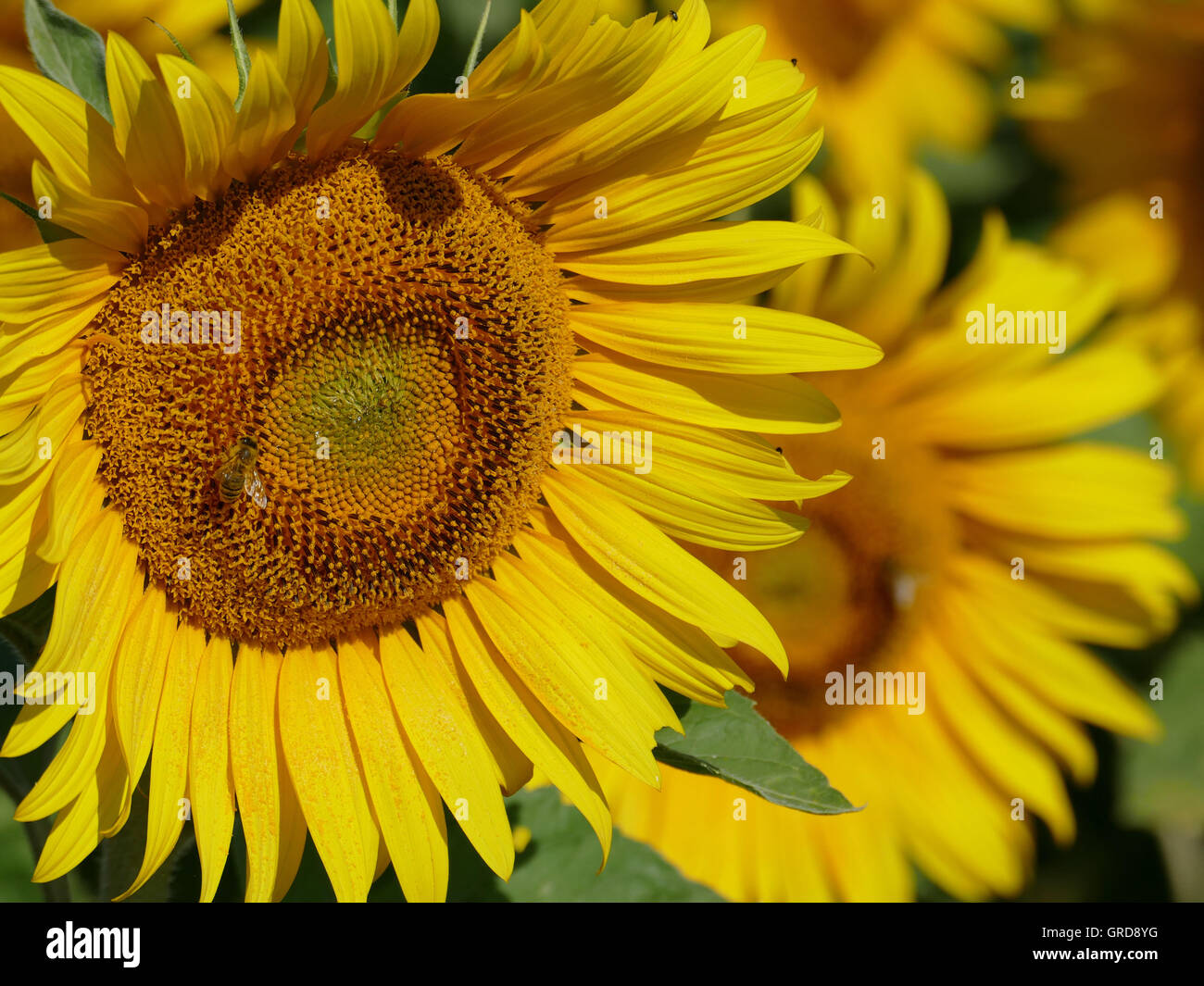 Sunflowers Helianthus Annuus Stock Photo