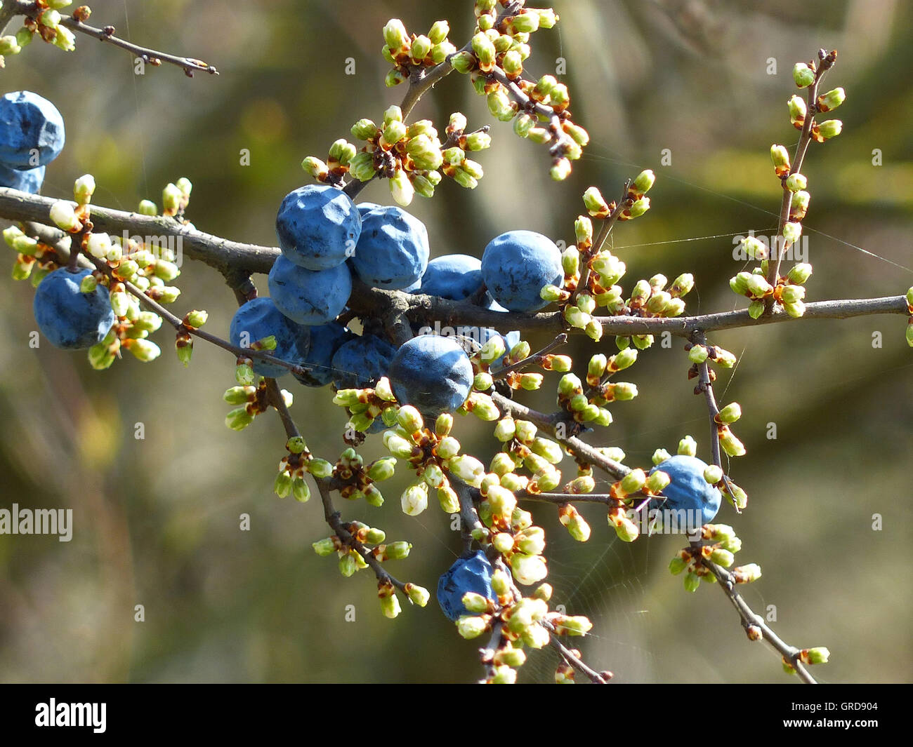 Sloes, Buds And Fruits The Same Time At The Blackthorn Bush Stock Photo