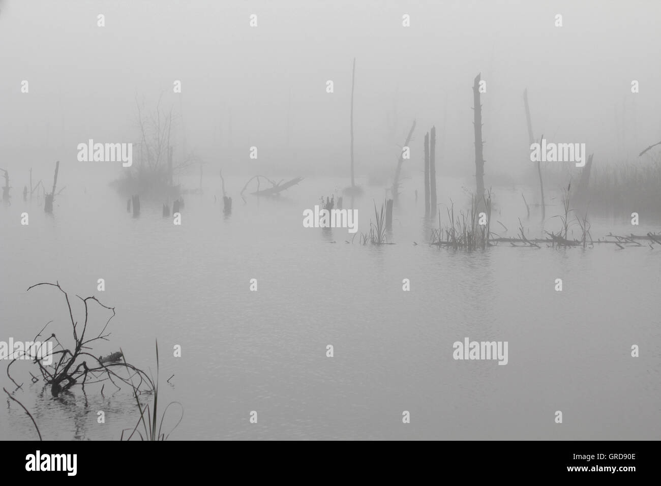 Foggy Morning In Schwenninger Moss Stock Photo