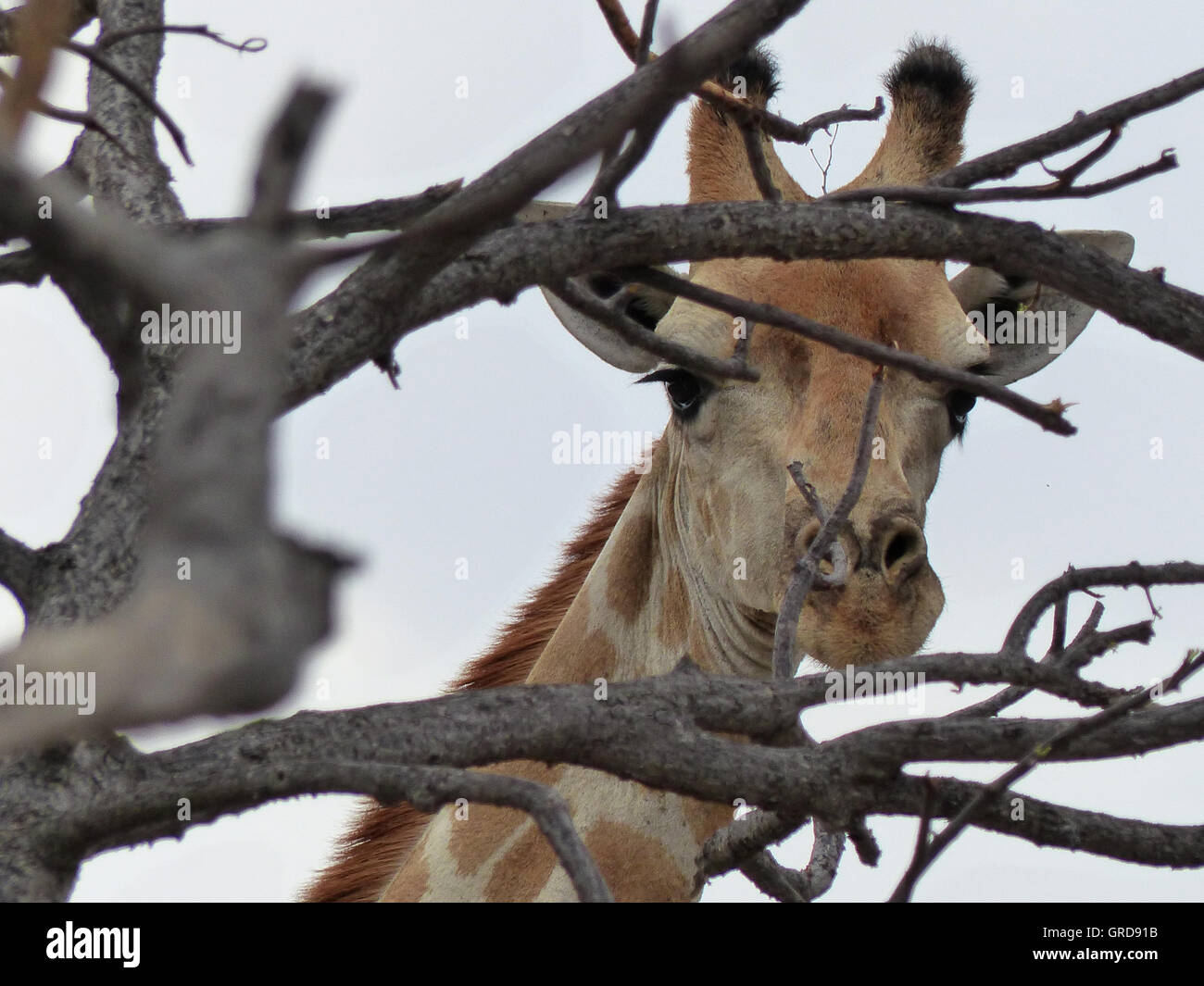 Giraffe, Portrait Stock Photo