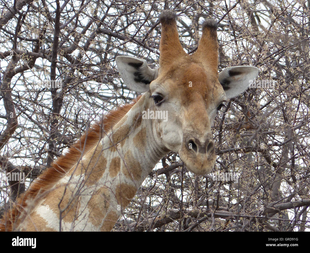 Giraffe, Portrait Stock Photo