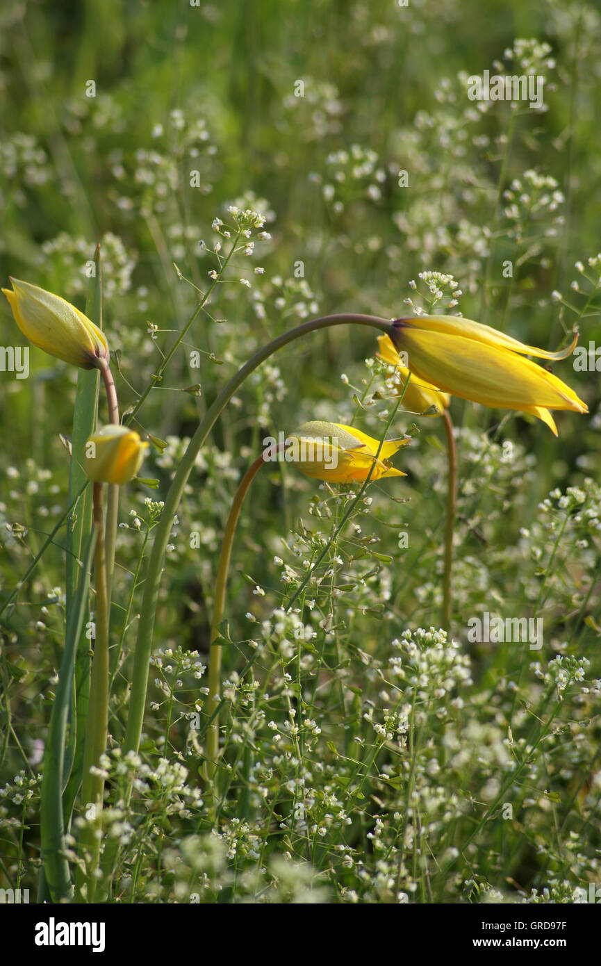 Yellow Wild Tulips, Tulipa Sylvestris, In A Vineyard Near Gau-Odernheim, Rhineland-Palatinate, Germany, Europe Stock Photo