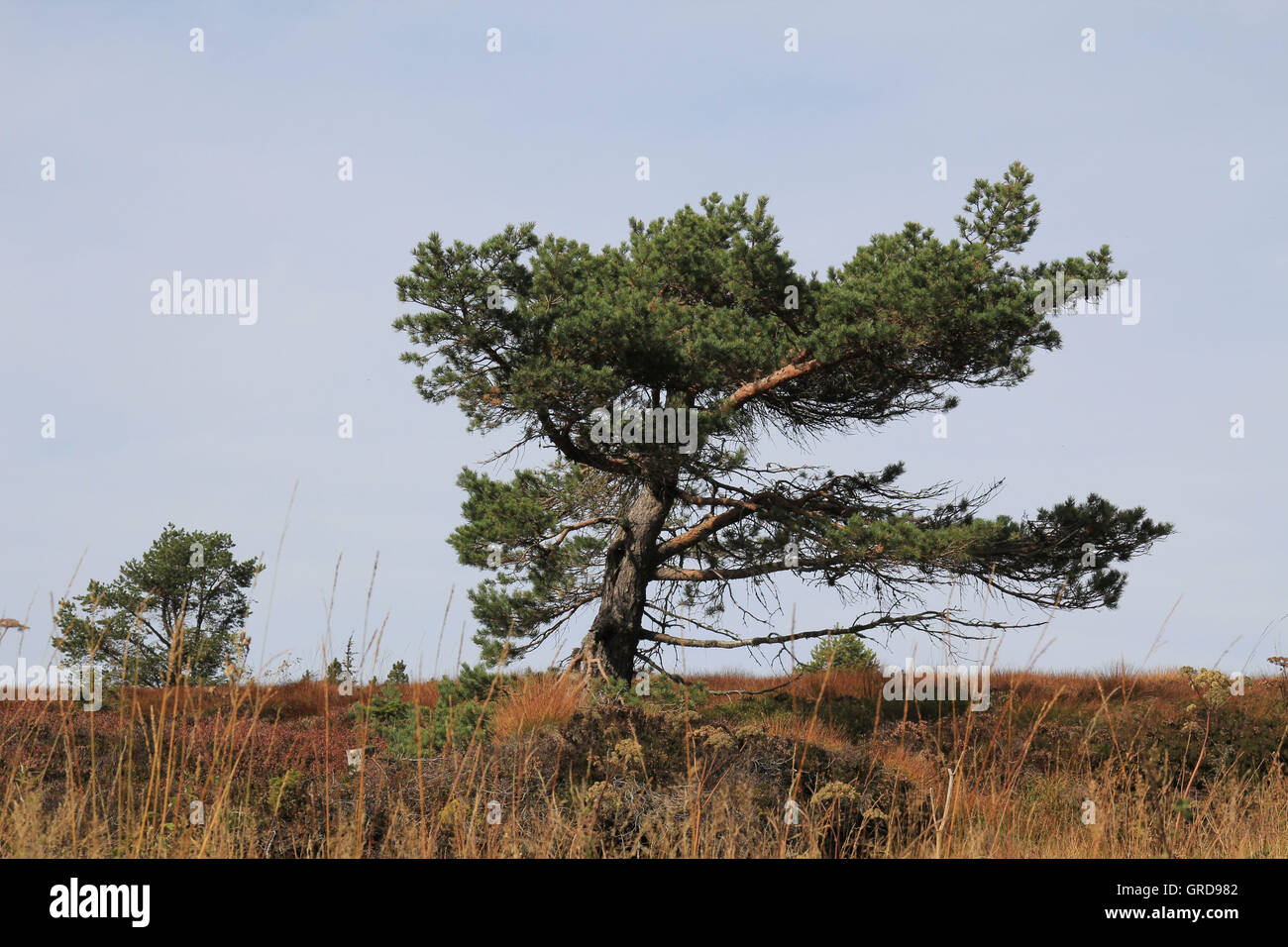 Pinus Rotundata Bog Pine On Hornisgrinde, Black Forest Stock Photo