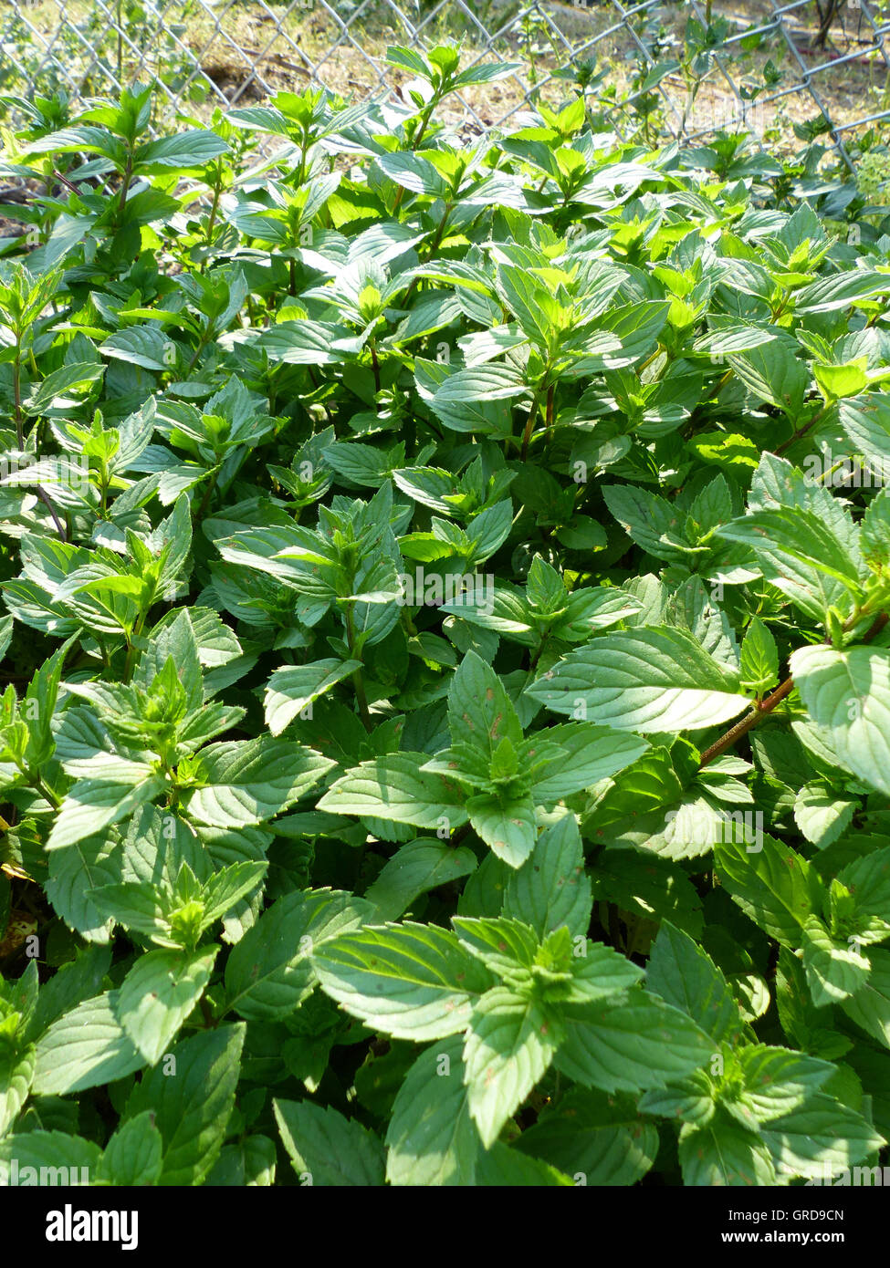 Garden peppermint hi-res stock photography and images - Alamy