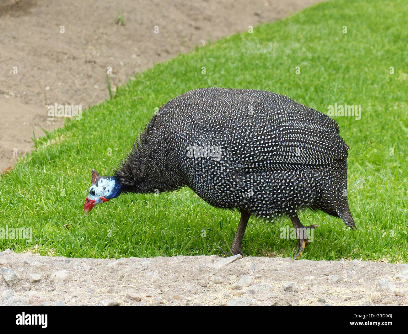Guinea Fowl, Numididae Stock Photo Alamy